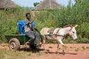 A boy with a donkey carries clean water out of town