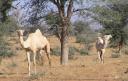 Camels in Niger - Photo by Deron Meilstrup