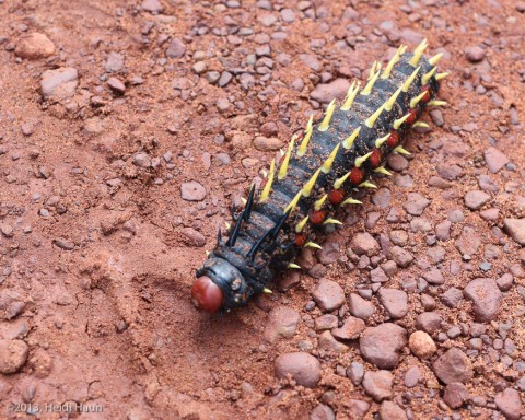 Venomous caterpillar