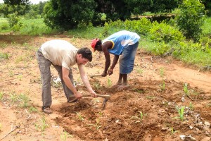 weeding-corn-northern-ghana-IMG_9974